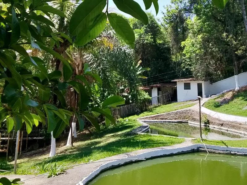 Lago de água verde cercado por gramado, palmeiras e árvores, com uma pequena construção branca ao fundo